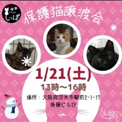 teamしっぽ譲渡会@茨木市譲渡会