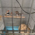 キンカチョウゆずります
