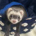 マウンテンビューフェレット　1歳8ヶ月　里親募集