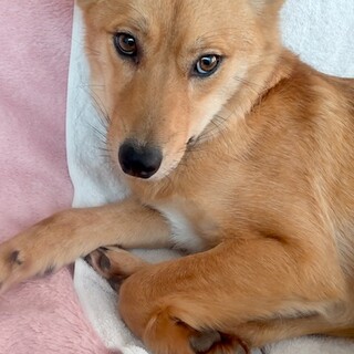 家庭犬ライフ学習中、賢い女の子みくり