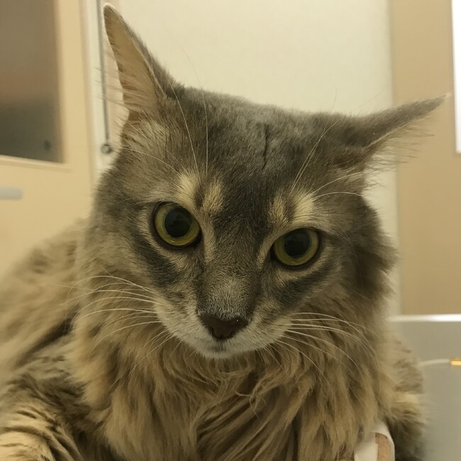 ちょろぞーのカバー写真