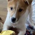 おもちゃが大好きなThorくん