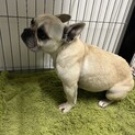 フレンチブルドッグ　フォーン女の子