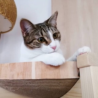 1/22練馬譲渡会　頭脳明晰で甘えん坊な女の子❤️