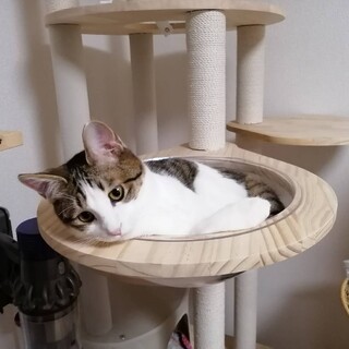 1/22練馬譲渡会　ゴロゴロ音が賑やかな男の子❤️