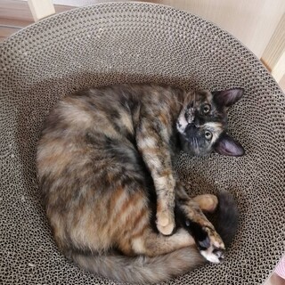 1/22練馬譲渡会　あまあまでキュートな女の子❤️