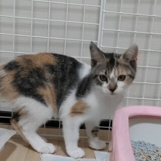 三毛、4か月、女の子、リナ。