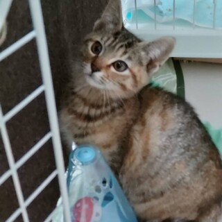 キジトラ、4か月、女の子、リノ。