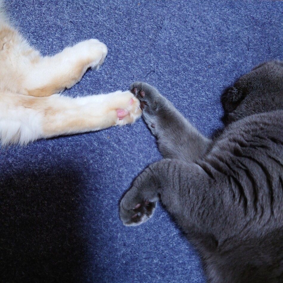 ちびコ＊のカバー写真