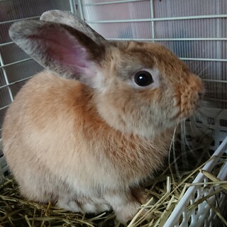 ７ヶ月ぐらい♂ぴょん吉