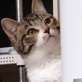 ひとりぼっちだったふうちゃん