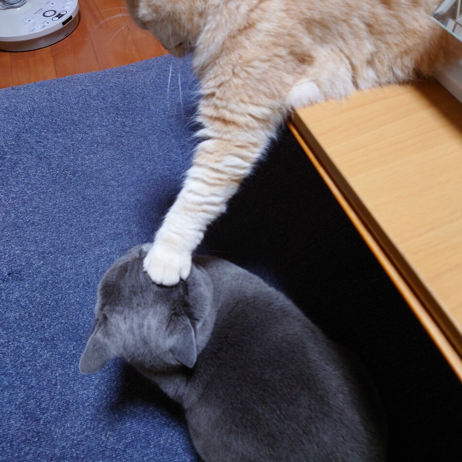 ちゃドラみ＊のカバー写真