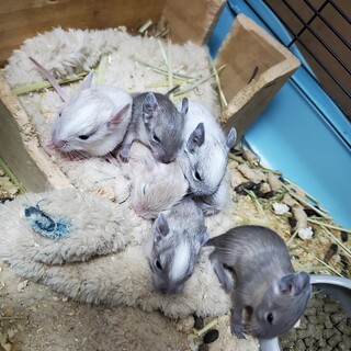 デグーのベビー　一時停止中