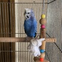 セキセイインコ(梵天っぽさあり) の里親募集