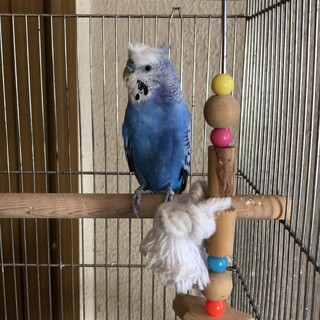 セキセイインコ(梵天っぽさあり) の里親募集
