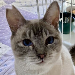 猫と人が大好き！ブルーアイのベル君❣️