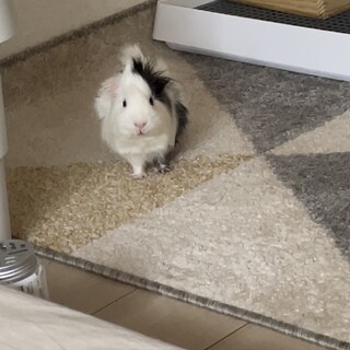 顔がぷくぷくのモルモット3匹