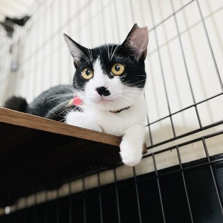 チョビ髭模様が可愛いなっちゃん【守口市】