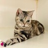 アメリカンショートヘア　マコちゃん（血統書付） サムネイル7