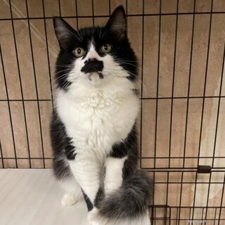 チョビ髭がチャームポイント ちょびくん