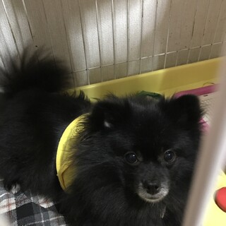 黒のポメラニアン8〜9歳　女の子
