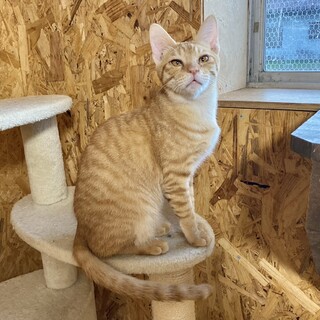 とても人懐っこい子です！★オデンくん