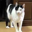 【急募】突然現れた甘えん坊ハチ君☆2歳☆