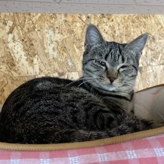 少しだけ触れる★クッチャン