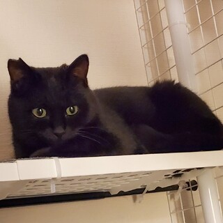 ずっとのお家が決まりました！ 