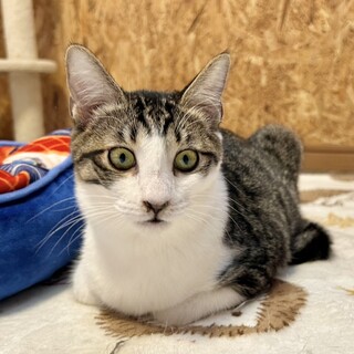 遊ぶの大好き！元気っ子です！★ハンペンくん