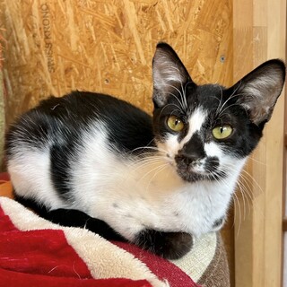 可愛い個性的な模様★テンテンくん