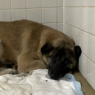 処分対象です。収容期限1/27朝迄