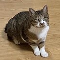 【相模原市】おもちゃ大好き！！キジ白の女の子♡