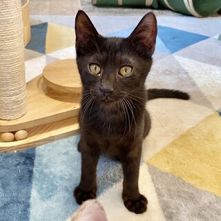 人慣れバッチリ★アサヒくん