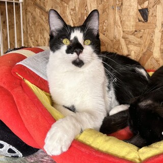 人馴れもバッチリ！ 優しい子です！★モエくん