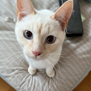 茶シャム風　甘えん坊の男の子