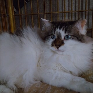 アイスブルーの瞳毛長