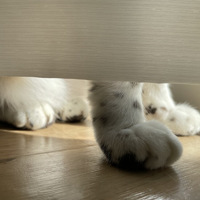 uluniuのカバー写真