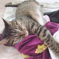 きなこ