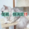モモちゃん3歳  ※注意事項をお読みください