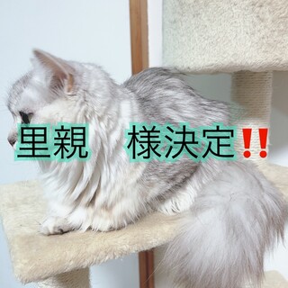 三毛✨生後3ヶ月※注意事項お読み下さい。