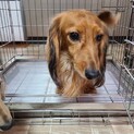 ダックス6歳の里親緊急募集