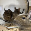 デグー1~5匹を募集してます(♂3匹・♀2匹)