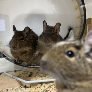 デグー1~5匹を募集してます(♂3匹・♀2匹)