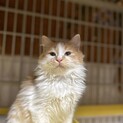トライアル決定！フワフワ長毛猫♡トゥーナちゃん