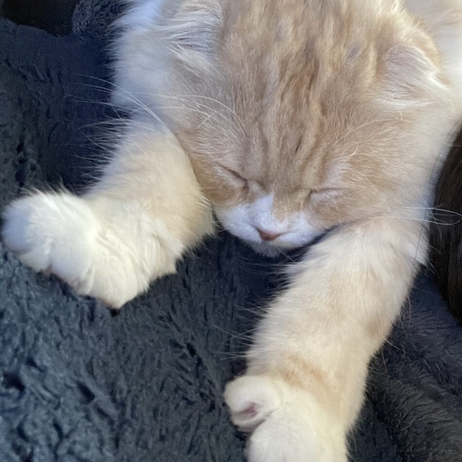 もかのカバー写真