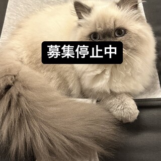 ヒマラヤンの子猫