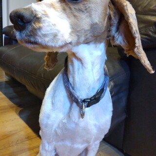 コッカープー　4歳　男の子