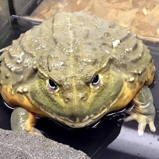 アフウシ♂3歳　飼育可能な方