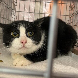 ハチワレの美にゃんこ